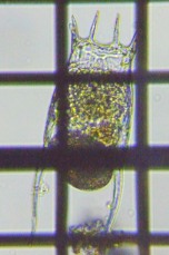 fig.08 �R�V�u�g�J���m�R�E�����V