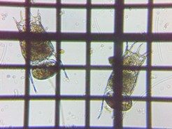 fig.09 �R�V�u�g�J���m�R�E�����V