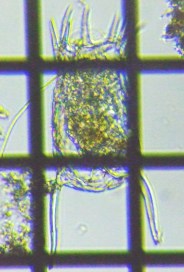 fig.10 �R�V�u�g�J���m�R�E�����V