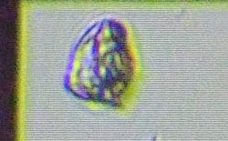 fig.12 �t�@�[�N�X��