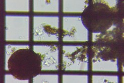 fig.14 �f�B�t���M�A��