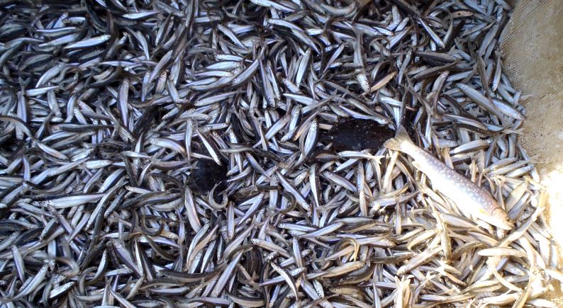 fig.20 �ԑ��΂̃��J�T�M