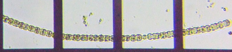 fig.01 �A�i�x�i