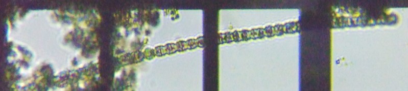 fig.02 �A�i�x�i