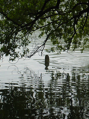 fig.01 �؂̗t��H�ׂ�\�E�M��(photo A)