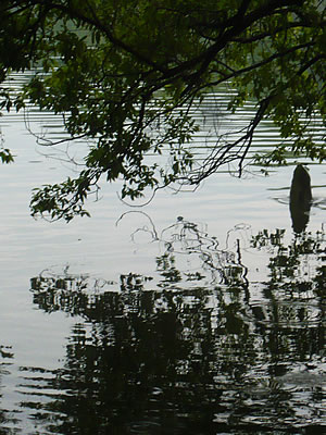 fig.02 �؂̗t��H�ׂ�\�E�M��(photo B)