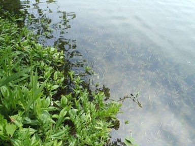 fig.08 �n���Q�V���E