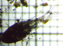 fig.01 �P���~�W���R��