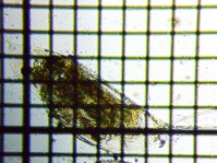 fig.02 �J�u�g�~�W���R�i���j