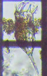 fig.06 �J���m�R�E�����V