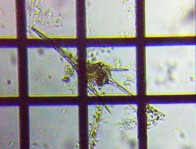 fig.08 �c�m�I�r���V