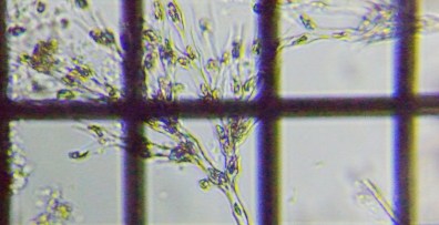 fig.09 �T���c�i�M���i���������j