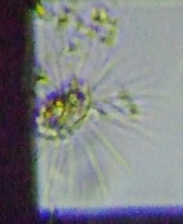 fig.11 ���z��