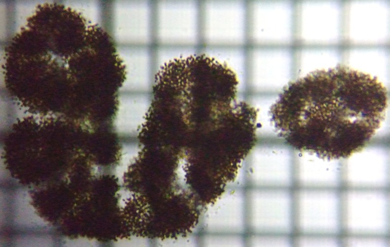 fig.01 �~�N���L�X�e�B�X