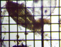 fig.01 �P���~�W���R��