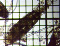 fig.02 ���}�g�q�Q�i�K�P���~�W���R