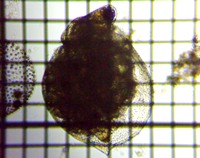 fig.06 �q���l�R�[�~�W���R