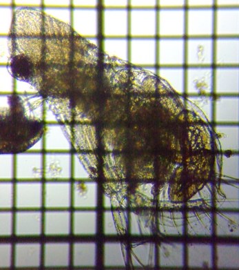 fig.07 �I�I�A�^�}�~�W���R