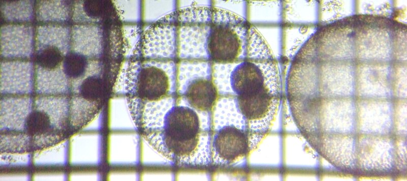 fig.01 �{���{�b�N�X��