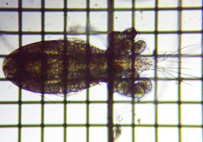 fig.01 �P���~�W���R��