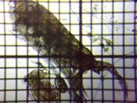 fig.02 �q�Q�i�K�P���~�W���R��