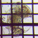 fig.03 �]�E�~�W���R