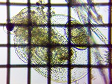 fig.04 �q���l�R�[�~�W���R