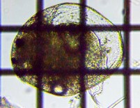 fig.05 �}���~�W���R