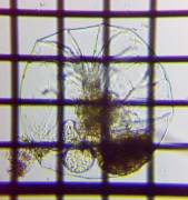 fig.06 �t�N�������V