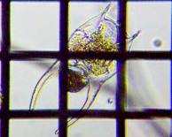 fig.07 �c�m�����V