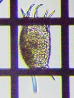 fig.08 �J���m�R�E�����V