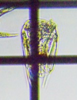 fig.09 �n�l�E�f�����V�̈��