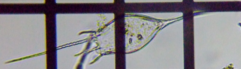 fig.10 �g�Q�i�K�����V