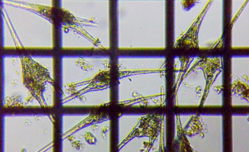 fig.15 �c�m�I�r���V