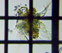 fig.02 �~�W���R�����V
Hexarthra mira