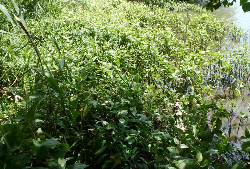 fig.00 �Y�փP�r�̃n���Q�V���E�Q��