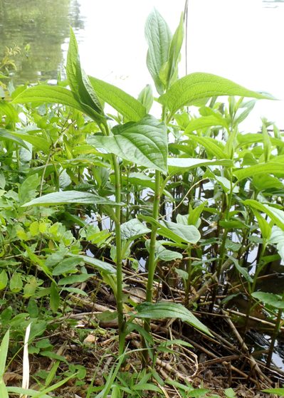 fig.10 �S���̏��