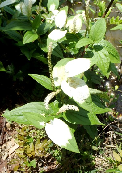 fig.11 �S���̏��