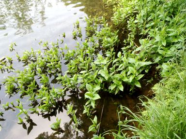 fig.12 �����n�̏�