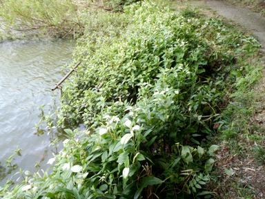 fig.13 �����n�̏�