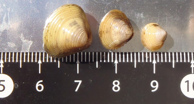 fig.01 �k�̊O��(A)