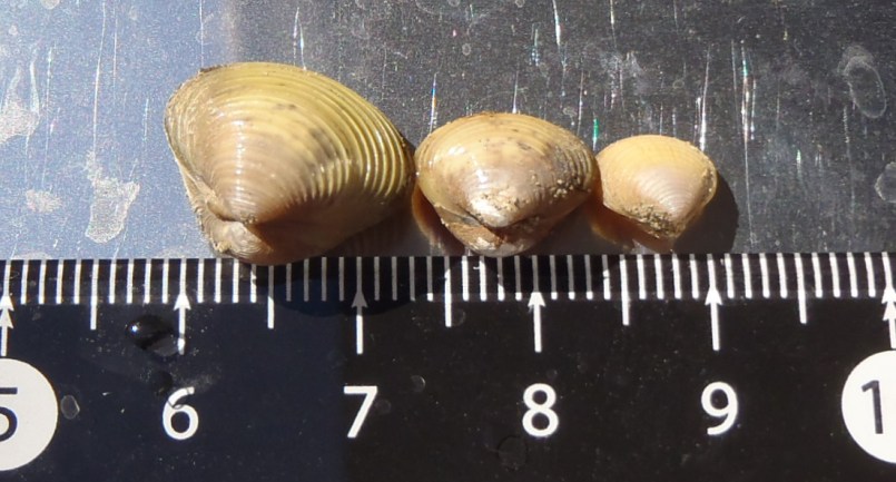 fig.02 �k�̊O��(B)