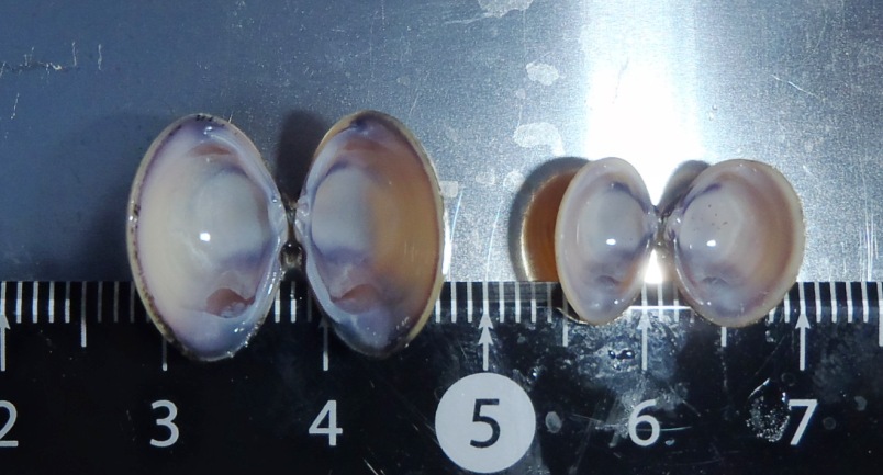 fig.03 �k�̓���