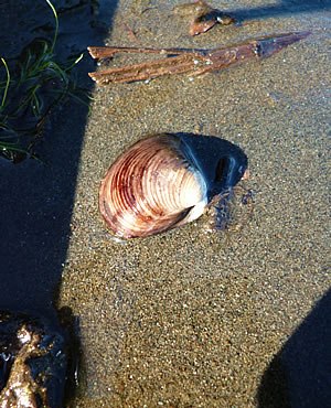 fig.08 �Y�փP�r�Ŋώ@���ꂽ���
�ʐ^�񋟁F�����[��