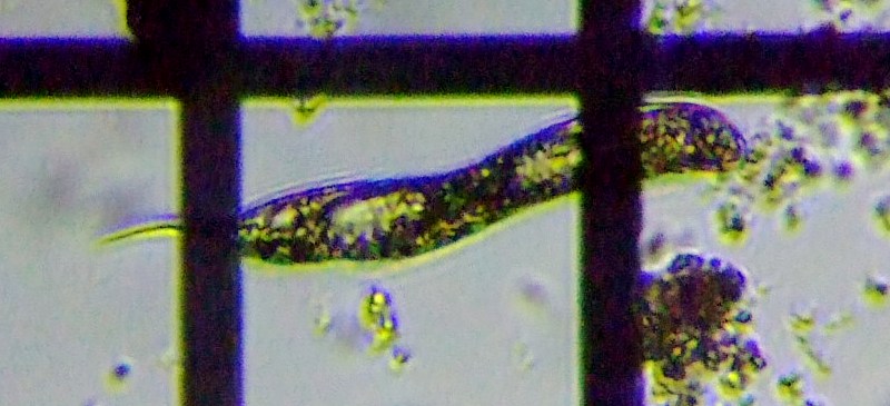 fig.01 ���[�O���i��