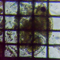 fig.01 �]�E�~�W���R���h�L