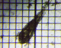 fig.02 �P���~�W���R��