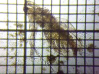 fig.03 �I�I�A�^�}�~�W���R