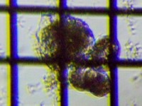 fig.04 �R�K�^�c�{�����V