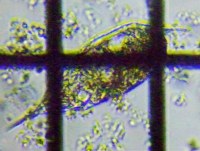 fig.05 �l�Y�~�����V